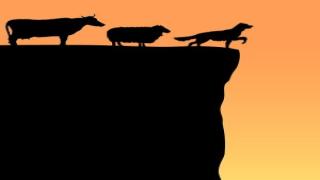 الانتحار لم يعد قاصراً على الإنسان فقط