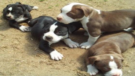 أسترالي مهوس يُعذب 9 كلاب صغيرة
