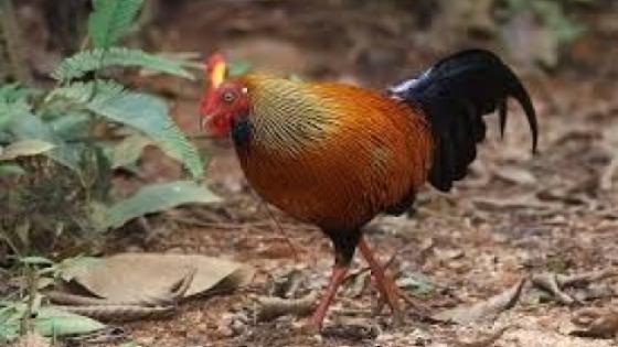 ديك يسبب الرعب لعائله سويدية!