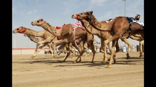 سباق الهجانة