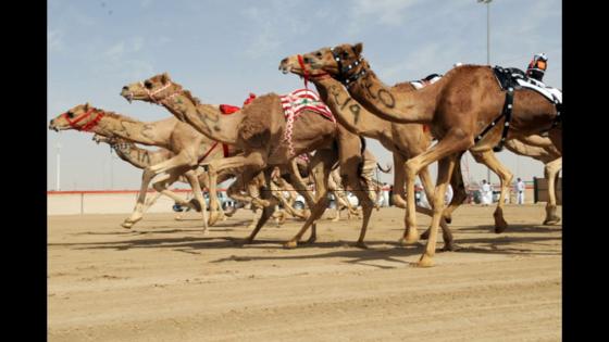 سباق الهجانة