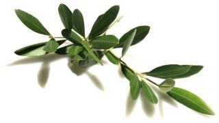 فوائد ورق الزيتون بين المنتقدين وبين المشجعين