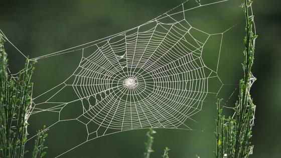 أكتشاف شبكة عنكبوتية أقوى من الفولاذ