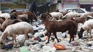 تناول الأغنام التي تتناول علي القمامة